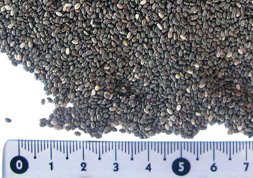 seminte chia